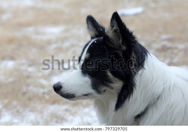 Border Collie Snowflakes Close Photograph Black Stock Photo Edit