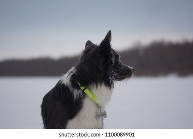 Silhouette Border Collie Images Stock Photos Vectors Shutterstock