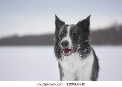Silhouette Border Collie Images Stock Photos Vectors Shutterstock