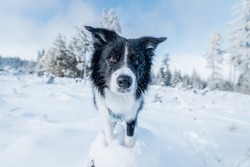 Border Collie Standing On The Stump In The Mountains In Snow. Winter Weather, Blue Sky, Snow On The Ground. Black And White Dog
