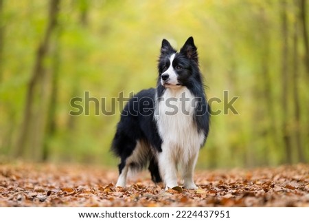 A border collie standing in the woods during the fall against a yellow-green background