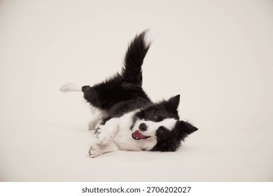 Border Collie stretching playfully while lying on side, cream background. Dog's body is elongated in motion.
