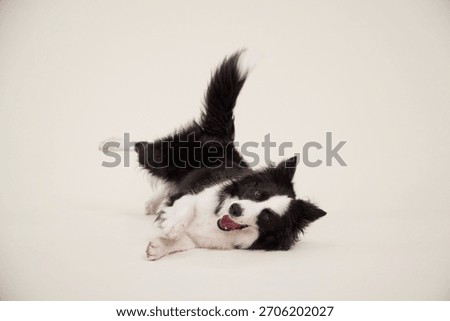 Border Collie stretching playfully while lying on side, cream background. Dog's body is elongated in motion.