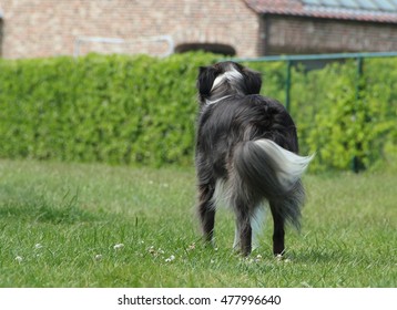 Border Collie wagging his tail to owner