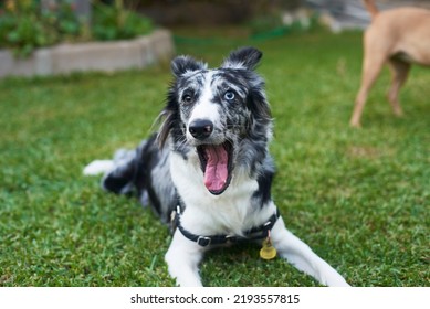 Border Collie Yawn In The Grass