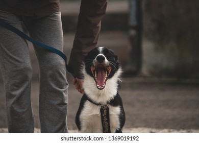 Border Collie Yawning