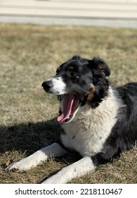 Border Collie Yawning On Farm