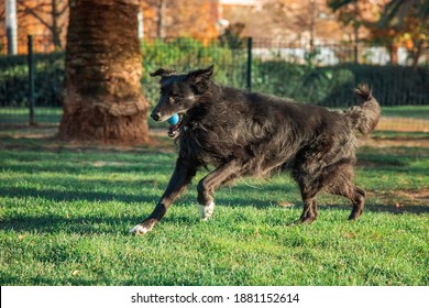 Border Collier Dog Play In The Park