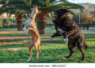 Border Collier Dog Play In The Park