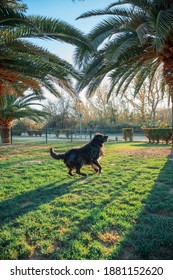 Border Collier Dog Play In The Park