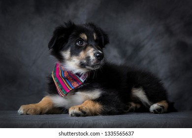 Border Collier Puppy Dog