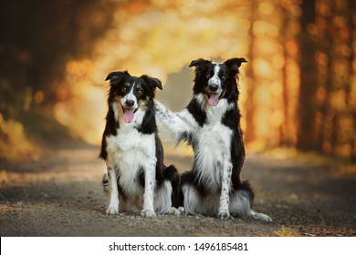 Border Collies Hug Each Other. Dog Friends. Doglove.