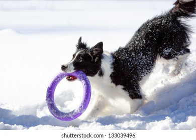 Border Collies Play With Toy At Winter