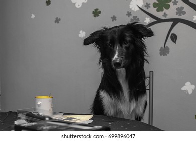 border dog 