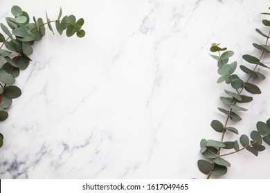 Border of eucalyptus leaves on a marble background. Lay flat - Shutterstock ID 1617049465