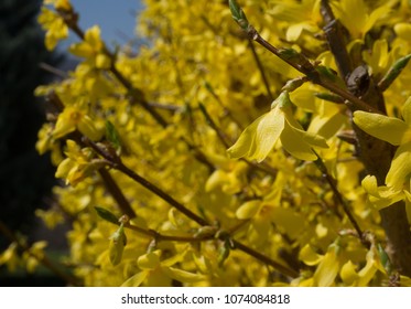 Border Forsythia Hedge