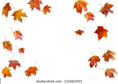 1,439,857 Autumn leaves on white background Images, Stock Photos ...