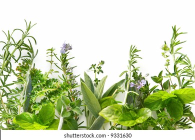 Border of fresh herbs, including rosemary, mint, basil, thyme, sage, parsley and oregano.