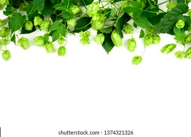 Border from green hop branches on white background. Brewing.