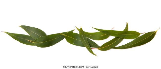 Border Of Gum Leaves, Isolated On White With Soft Shadow.