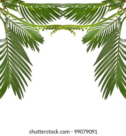 border of leaves palm tree on white background