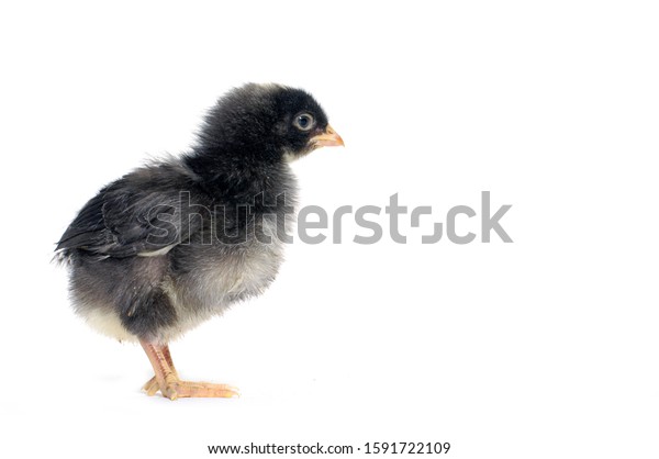 Tiny Black Chick