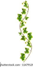 Border Made Of Green Ivy Isolated On White Background