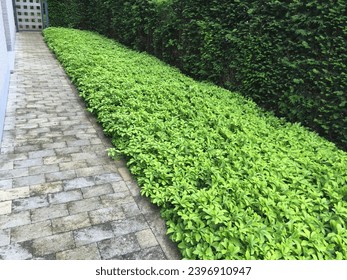 Border of pachysandra next to a path in the garden. Green ground covering plant. - Powered by Shutterstock