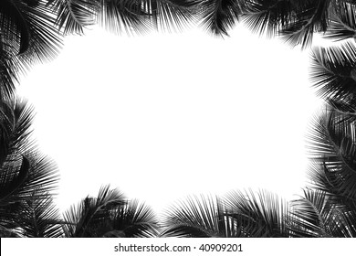 Border of palm tree