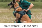 Border Patrol Officer with Trained Belgian Malinois on Duty in Open Field - A Showcase of Security and Loyalty in Law Enforcement
