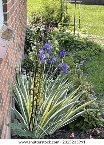 Border perennial garden. Variegated Iris, Ligularia, Columbine, Sweet Woodruff, Beardtongue and others
