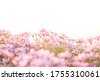 flower field isolated