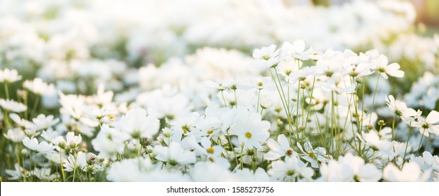 Border of pink cosmos flower in cosmos field in garden with blurry background and soft sunlight for horizontal floral poster. Close up flowers blooming on softness style in spring summer under sunrise - Powered by Shutterstock