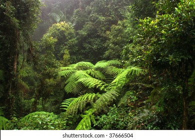 Border Ranges National Park, New South Wales (Australia)