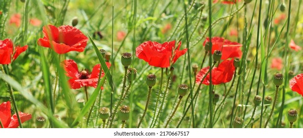Border with red poppy flowers and buds on summer wild meadow