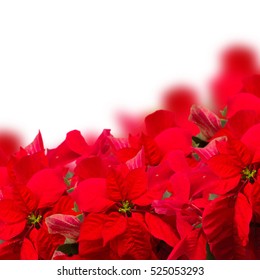 border of scarlet poinsettia flower or christmas star  on a white background 