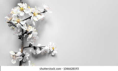 Border Sprigs Of A Wood Apricot With Flowers In A Gray Tone And Yellow Stamens On Gray Background. Place For Text. Home. The Concept Of Spring Came. Top View. Flat Lay. Banner 8 March, Happy Easter