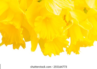 border of spring yellow daffodils close up isolated on white background