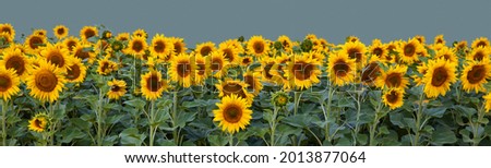Border of sunflowers isolated on grey background with copy space as concept of healthy lifestyle or proper nutrition for advertising banner, label, poster, postcard, invitation, sticker, etc.