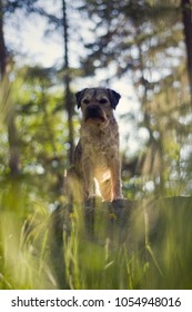Border terier in forest
