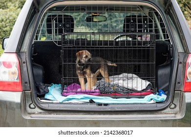 Border Terrier 14 Week Old Puppy In Dog Crate In Car.