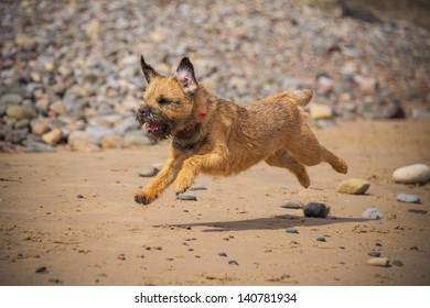 Border Terrier