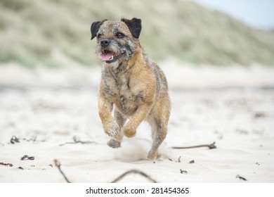 Border Terrier