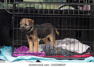 Border Terrier !4 Week Old Puppy In Dog Crate In Car.