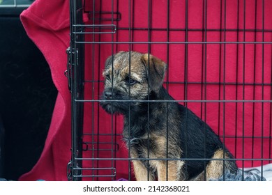 Border Terrier !4 Week Old Puppy In Dog Crate In Car.