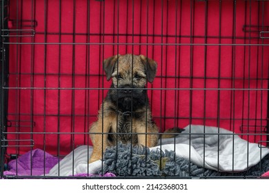 Border Terrier !4 Week Old Puppy In Dog Crate In Car.