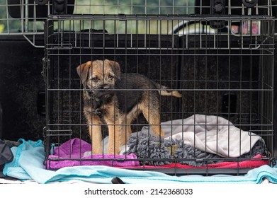 Border Terrier !4 Week Old Puppy In Dog Crate In Car.