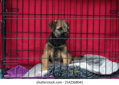 Border Terrier !4 Week Old Puppy In Dog Crate In Car.