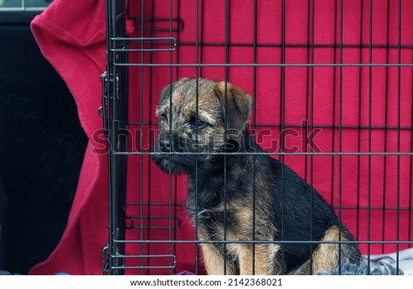 Border\
Terrier !4 week old puppy in dog crate in\
car.