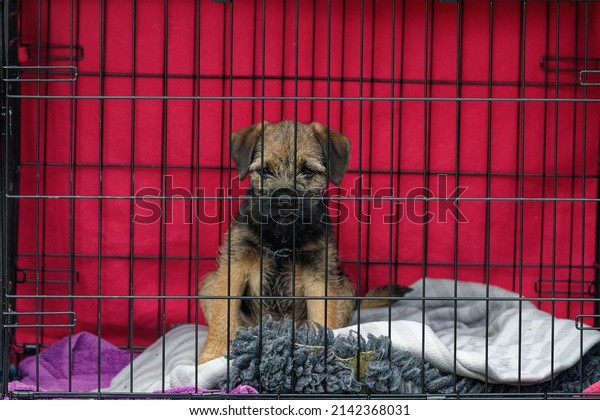 border terrier crate